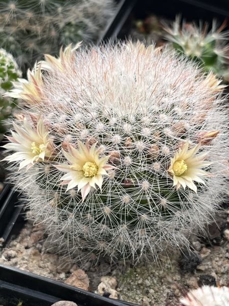 Mammillaria schwarzii